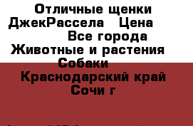 Отличные щенки ДжекРассела › Цена ­ 50 000 - Все города Животные и растения » Собаки   . Краснодарский край,Сочи г.